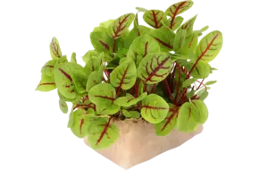 Vene cress single
